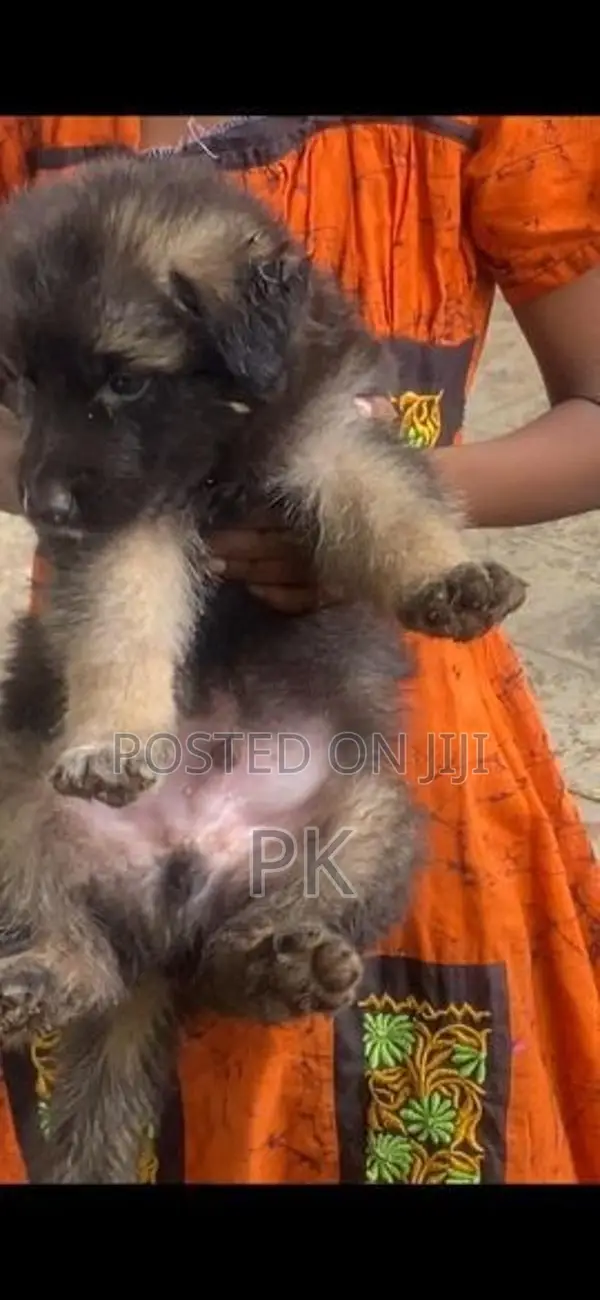 German Shepherd Puppies