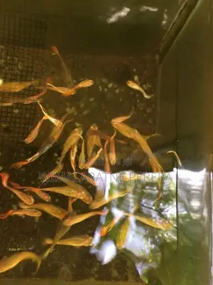 Guppy’s