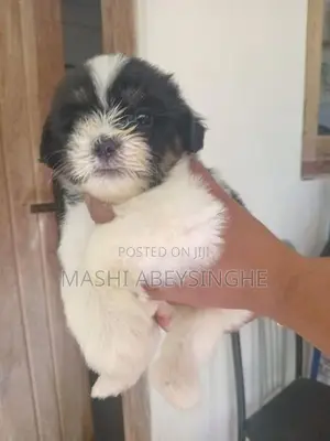 Terrier Puppy