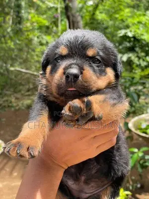 Rottweiler Puppy
