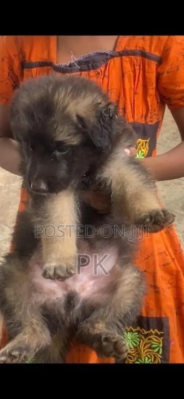 German Shepherd Puppies
