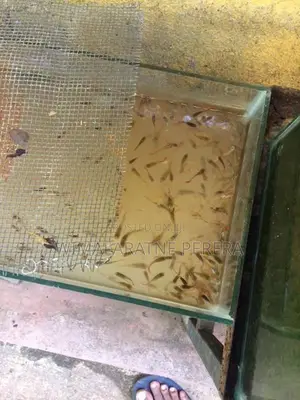 Guppy’s