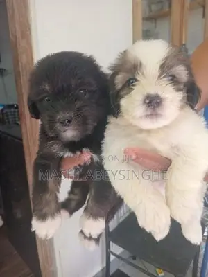 Terrier Puppy