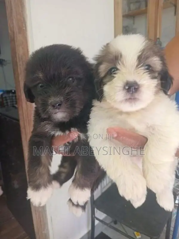 Terrier Puppy