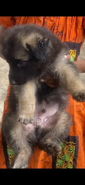 German Shepherd Puppies