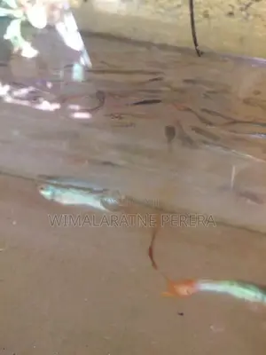 Guppy’s