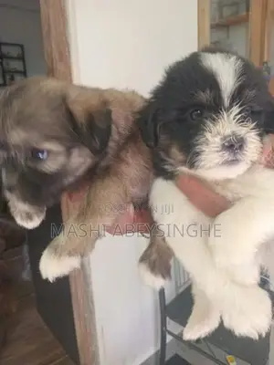 Terrier Puppy