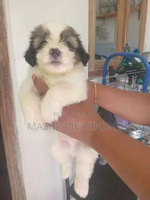 Terrier Puppy