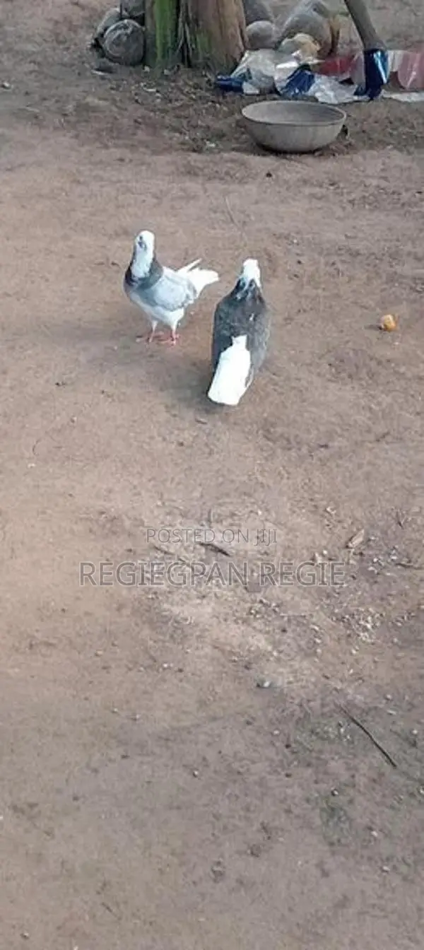 Pigeons