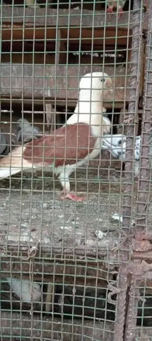 Pigeons
