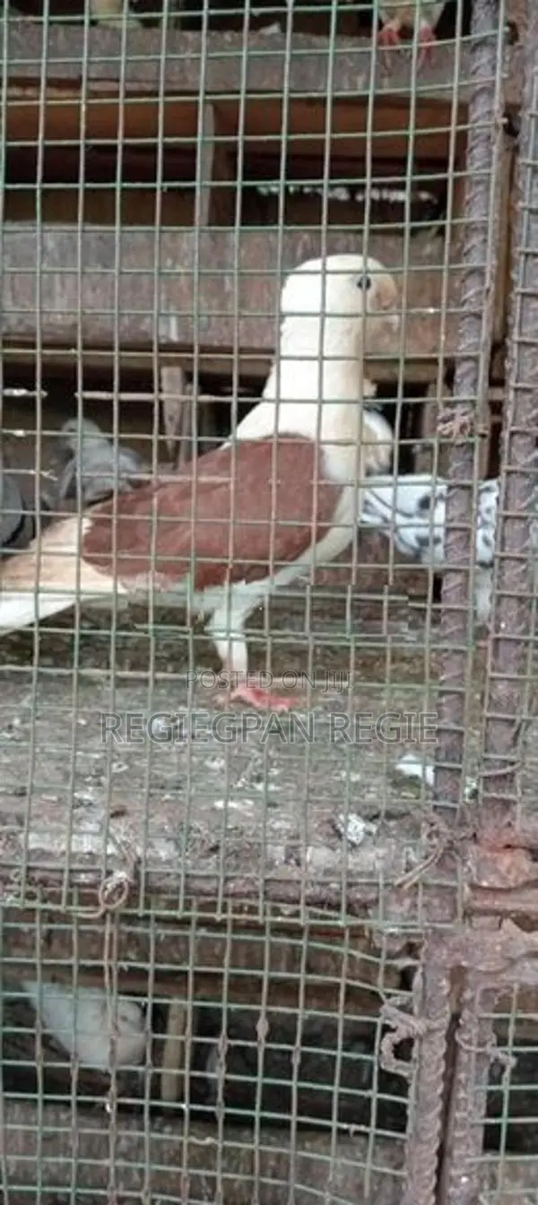 Pigeons