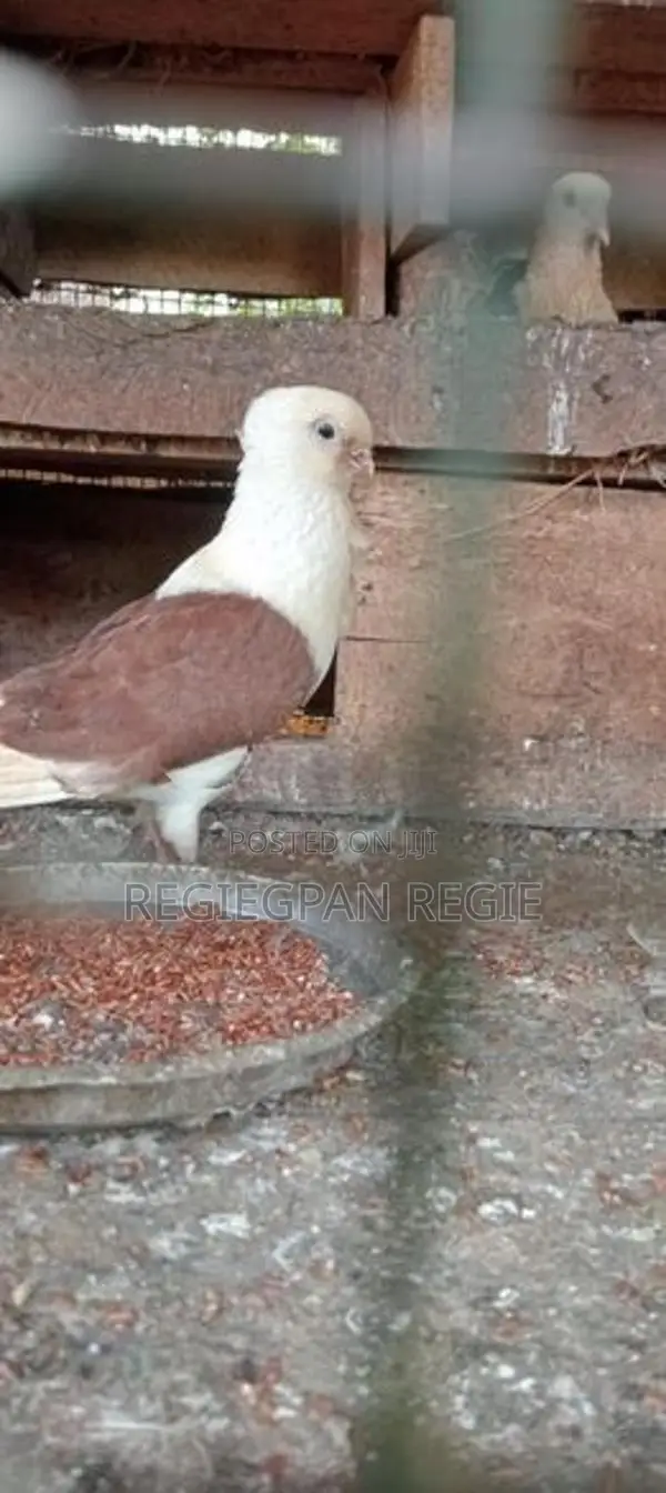 Pigeons