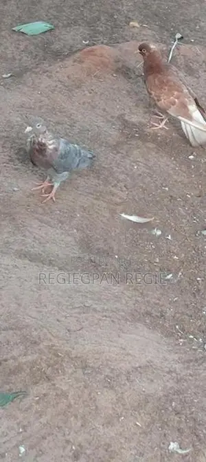 Pigeons