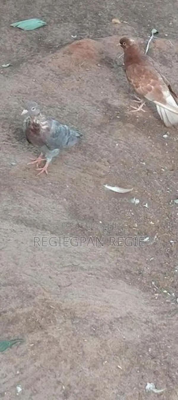 Pigeons