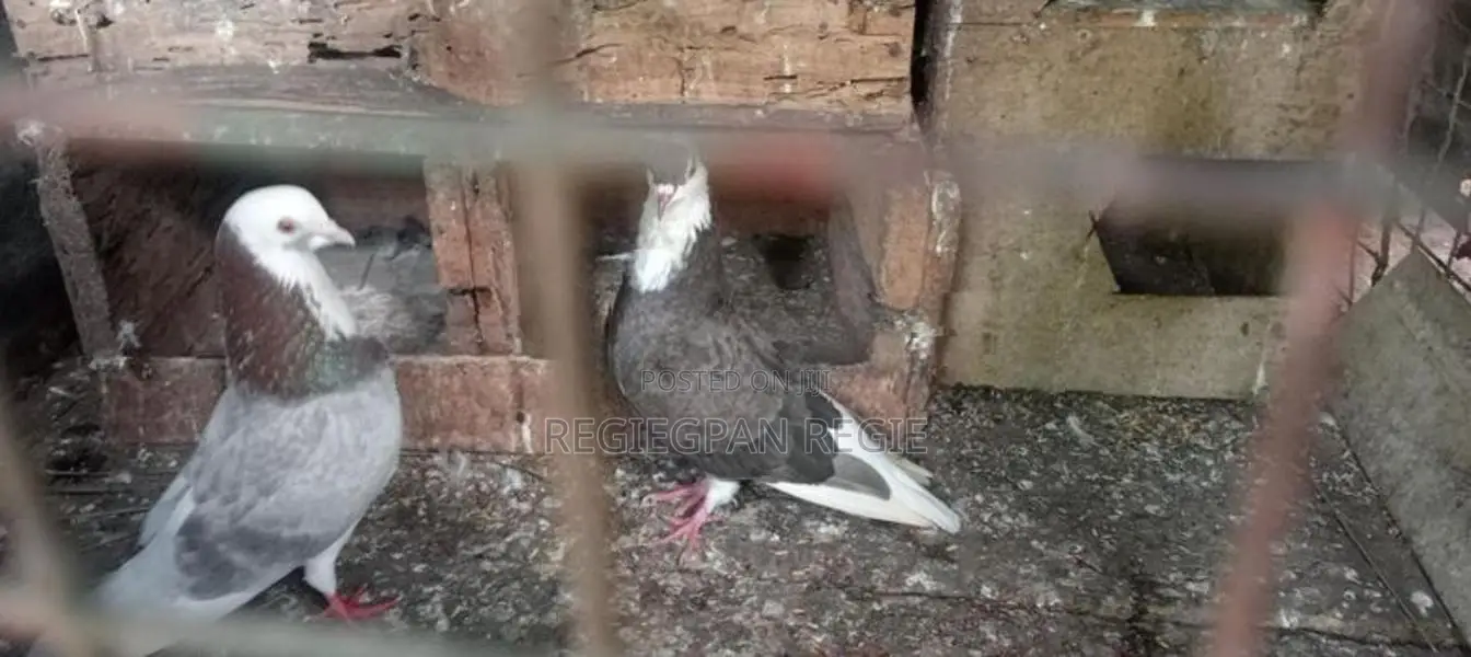 Pigeons