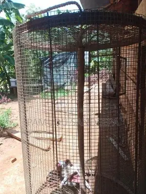 කුරුලු කුඩුවක්