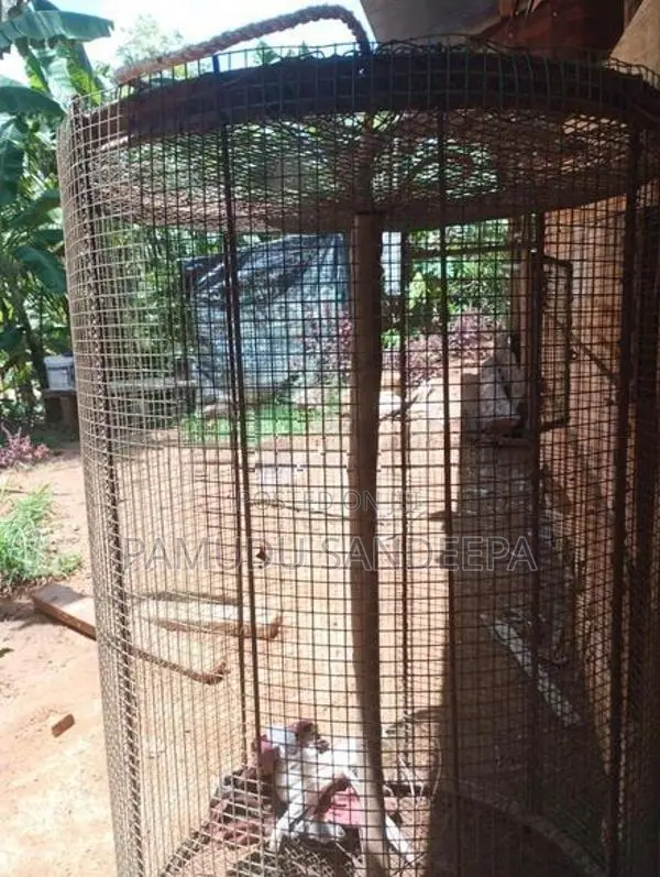 කුරුලු කුඩුවක්