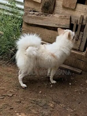 Pomeranian Female Puppies