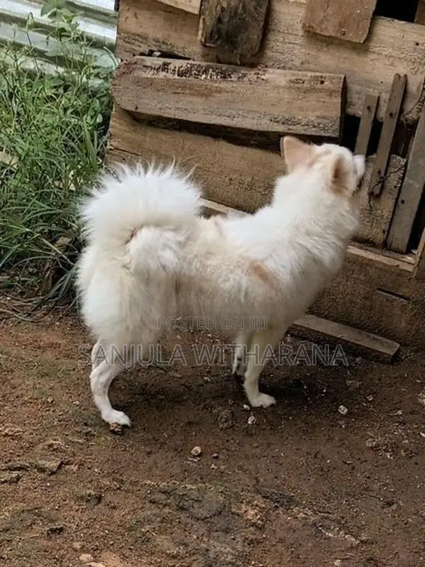 Pomeranian Female Puppies