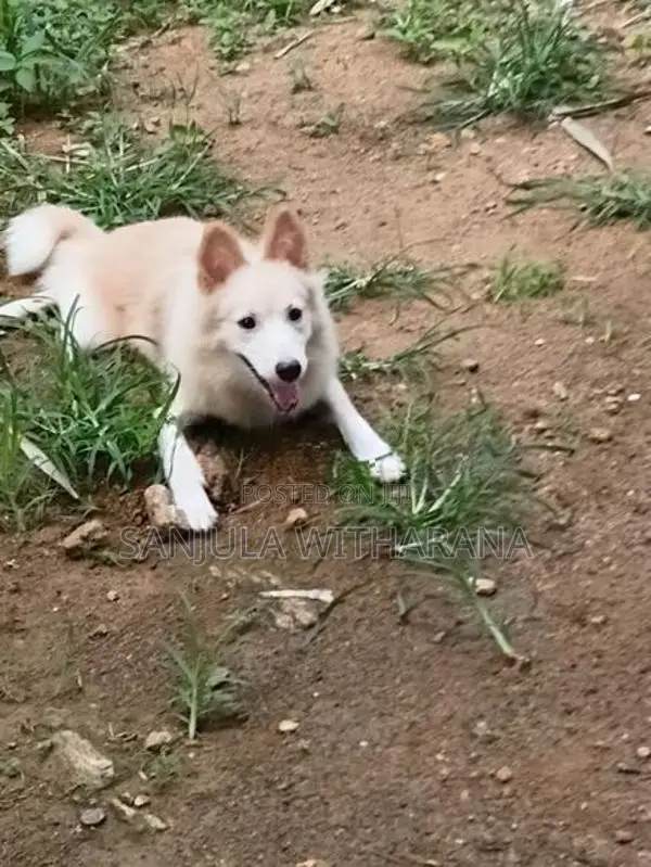 Pomeranian Female Puppies