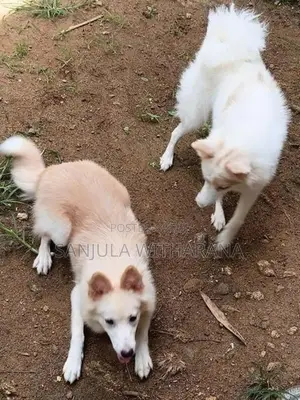 Pomeranian Female Puppies
