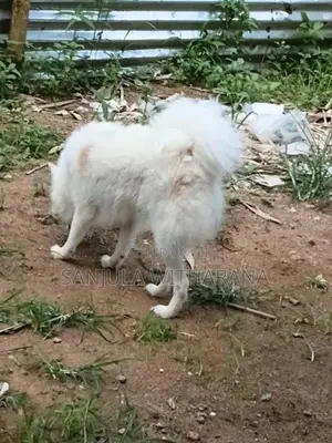 Pomeranian Female Puppies
