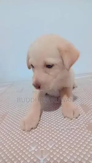 Labrador Puppies
