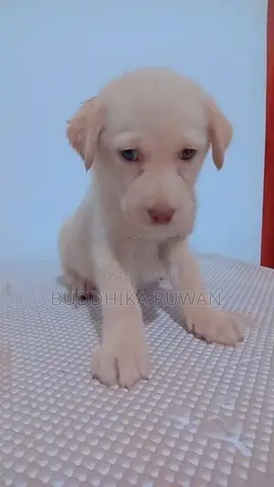 Labrador Puppies