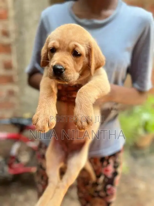 Golden Retriver Puppies