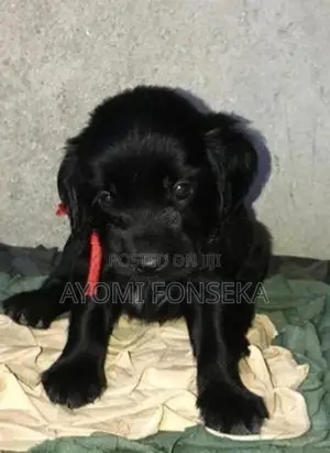 Cocker Spaniel