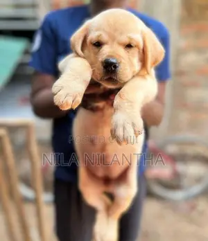 Golden Retriver Puppies
