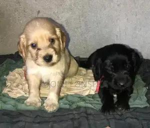 Cocker Spaniel