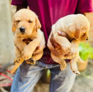 Golden Retriver Puppies