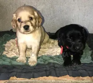 Cocker Spaniel