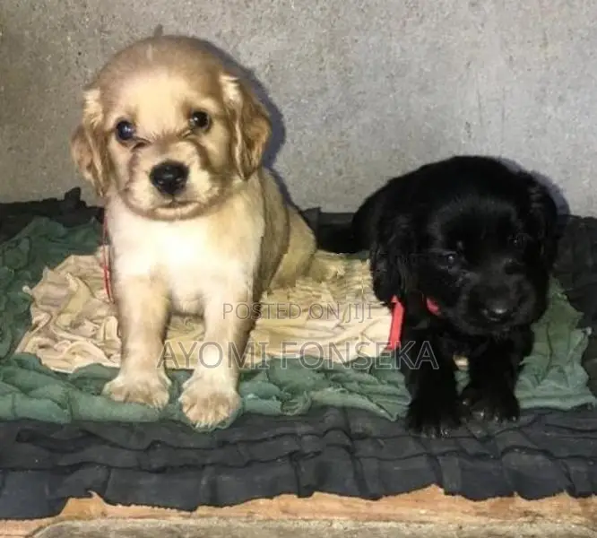 Cocker Spaniel