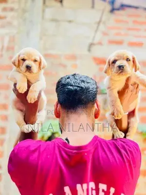 Golden Retriver Puppies