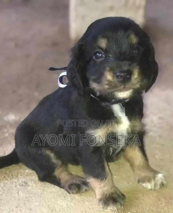 Cocker Spaniel