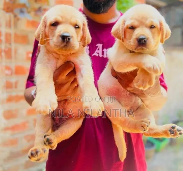 Golden Retriver Puppies
