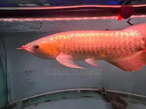 Arowana Red Chilli