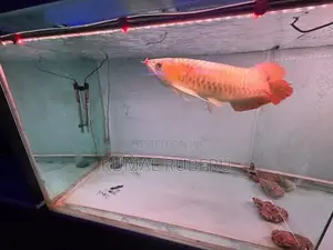 Arowana Red Chilli