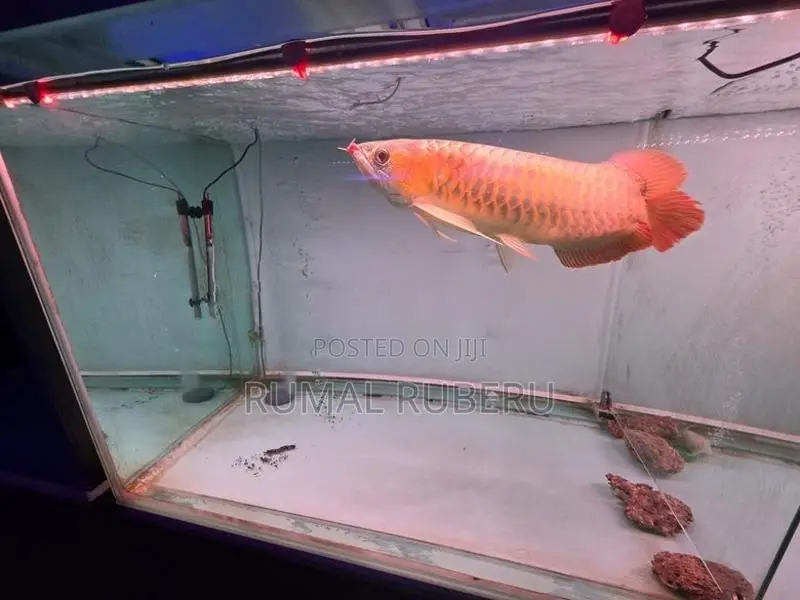 Arowana Red Chilli