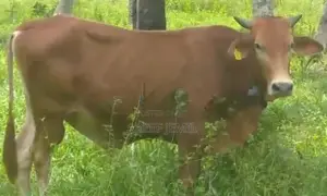 Jersey Sahiwal Cow