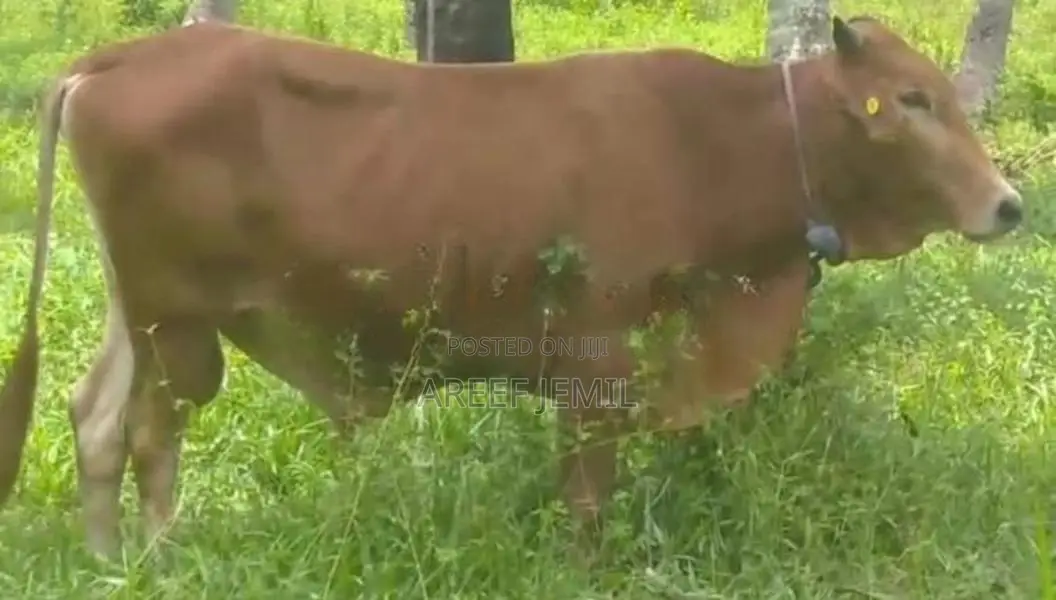 Jersey Sahiwal Cow