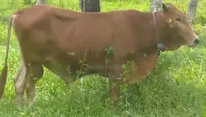 Jersey Sahiwal Cow