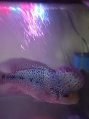 Active Magma Kamfa Monkey Flowerhorn Fish.