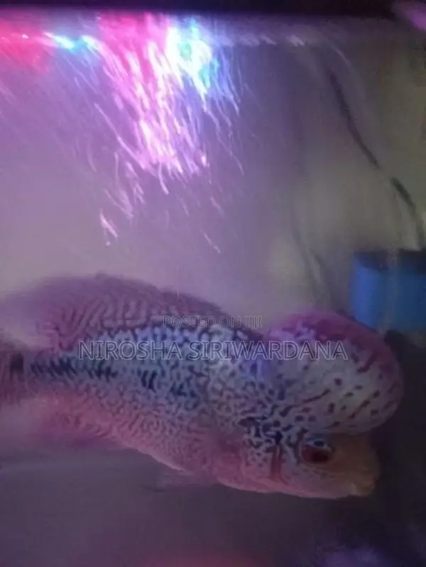 Active Magma Kamfa Monkey Flowerhorn Fish.