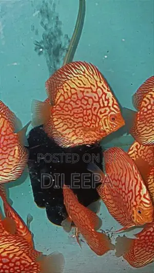 Discus Fish