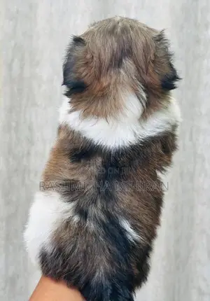 Shih Tzu Puppies