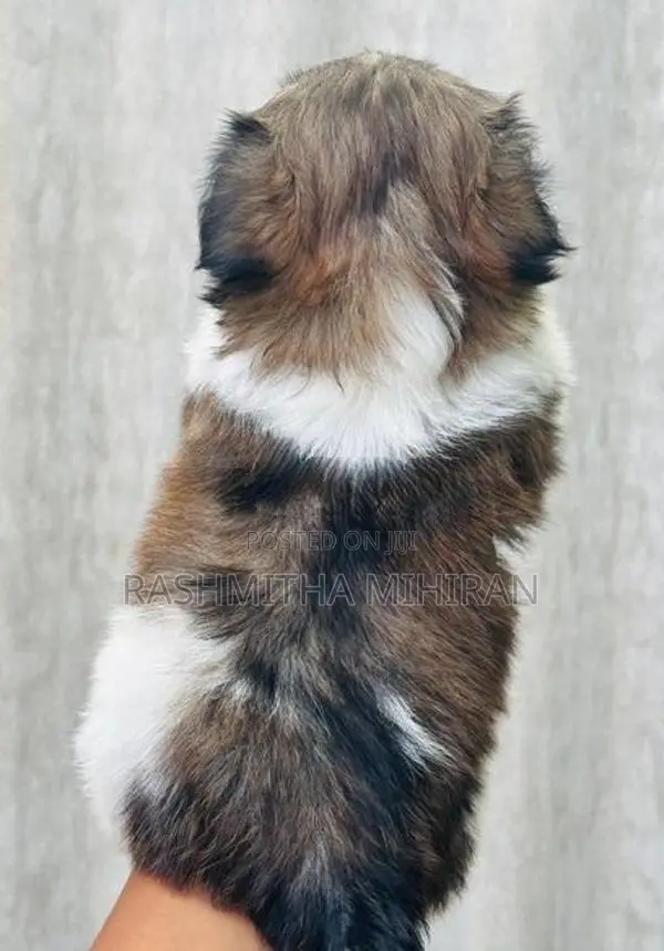 Shih Tzu Puppies