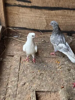 Pigeons
